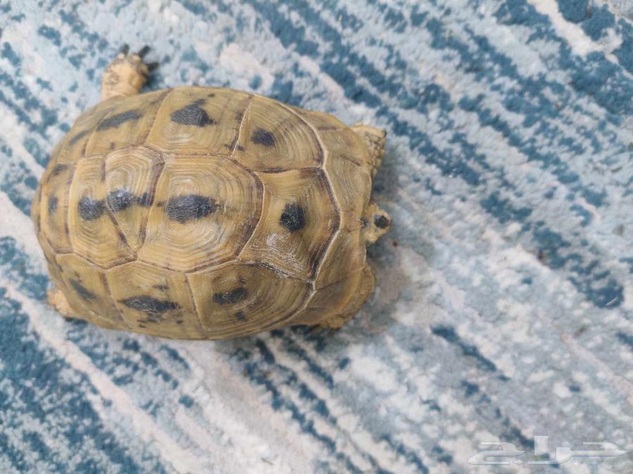 Turtle for sale64582471083267112