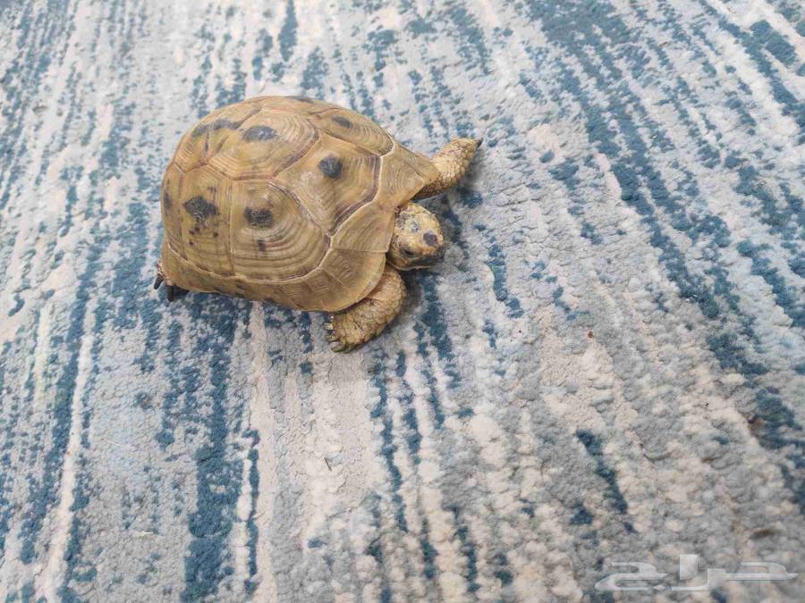 Turtle for sale64582471083267113