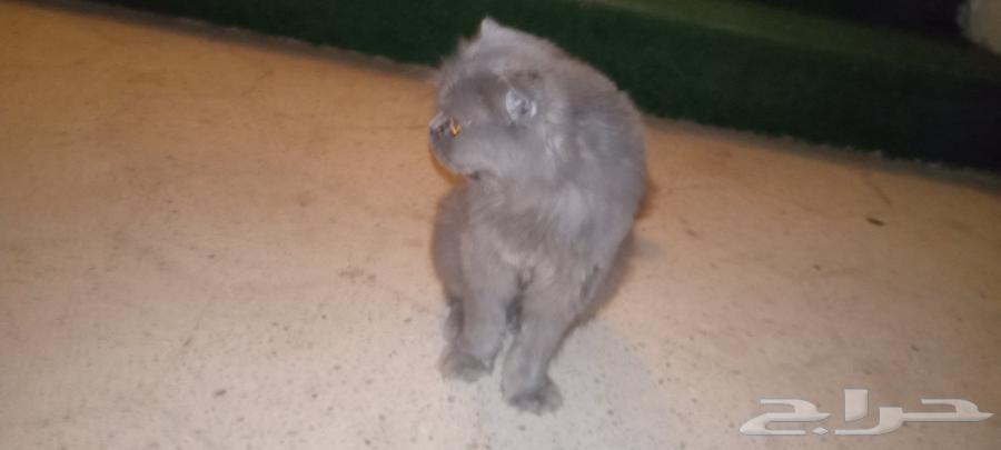 للبيع قط سكوتش64580812684418113