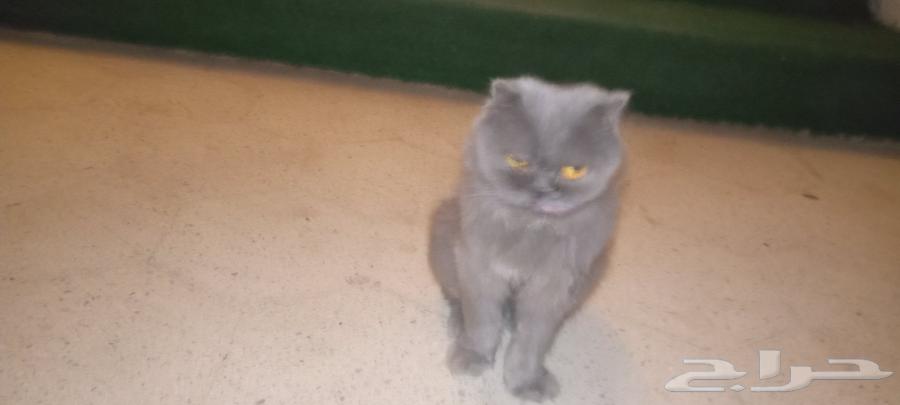 للبيع قط سكوتش64580812684418111