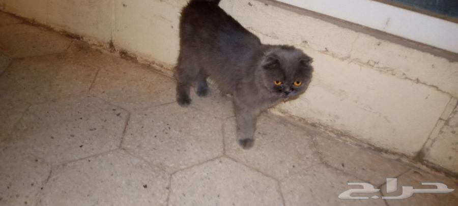 للبيع قط سكوتش64580812684418110