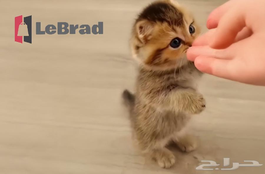 منشكن سكوتش بريتش تريبل فولد بيور كيتنز عمر شهر64582550272769111