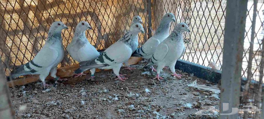 Zajel IS Tam Al-Bayea64555096052611110