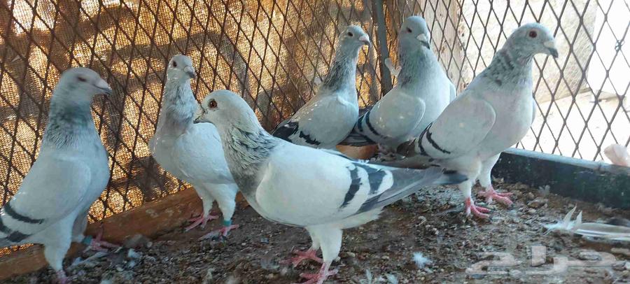 Zajel IS Tam Al-Bayea64555096052611113