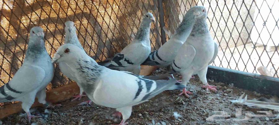 Zajel IS Tam Al-Bayea64555096052611112