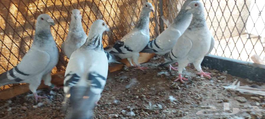 Zajel IS Tam Al-Bayea64555096052611111