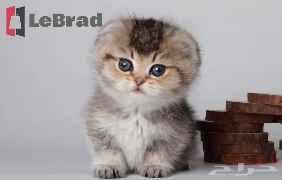 منشكن سكوتش بريتش تريبل فولد بيور كيتنز عمر شهر64582550272769110