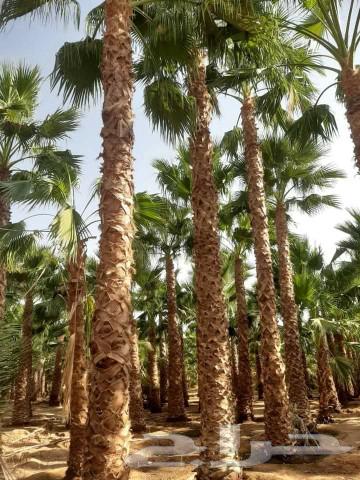 American Washington Palm Trees and Other Trees64583541313026110