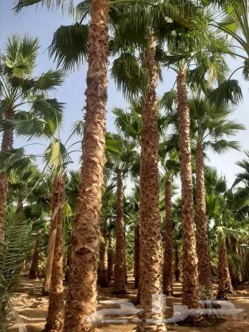 American Washington Palm Trees and Other Trees64583541313026111