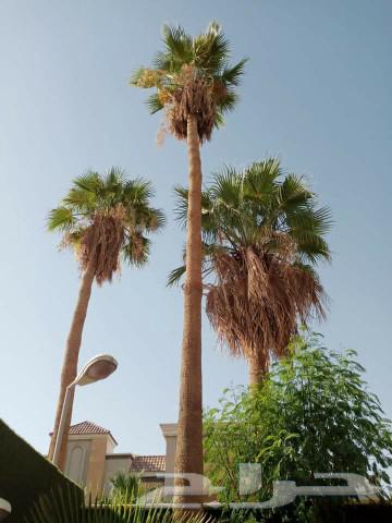 American Washington Palm Trees and Other Trees64583541313026114