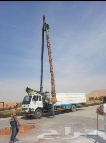 American Washington Palm Trees and Other Trees64583541313026113