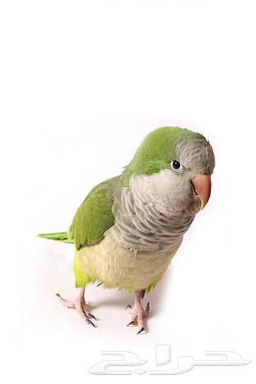 Quaker parrot64582007392897110