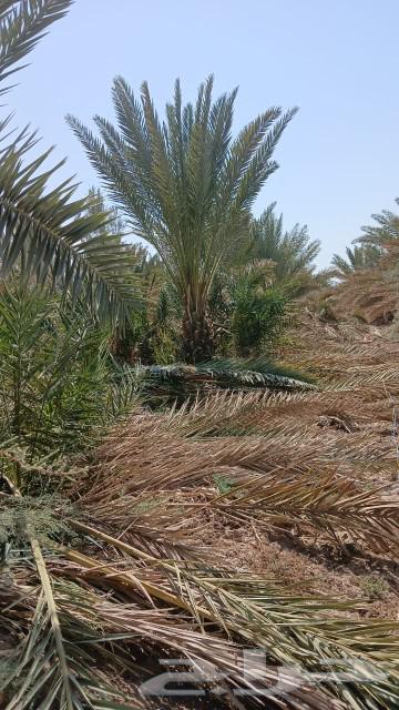 نخل للبيع نخل برني نخل روثانه. متر ومتر ونص64587243171330111