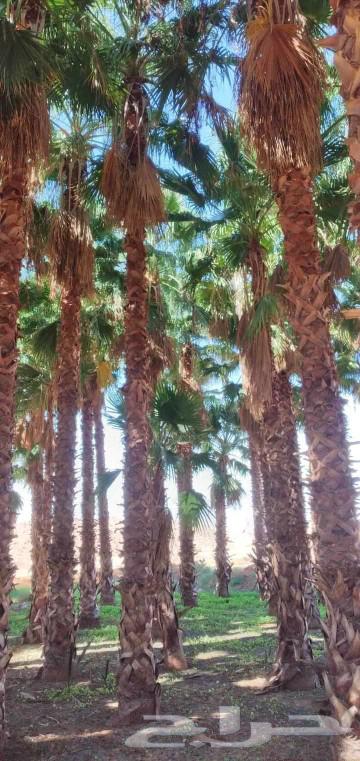 American Washington Palm Trees and Other Trees64583541313026112