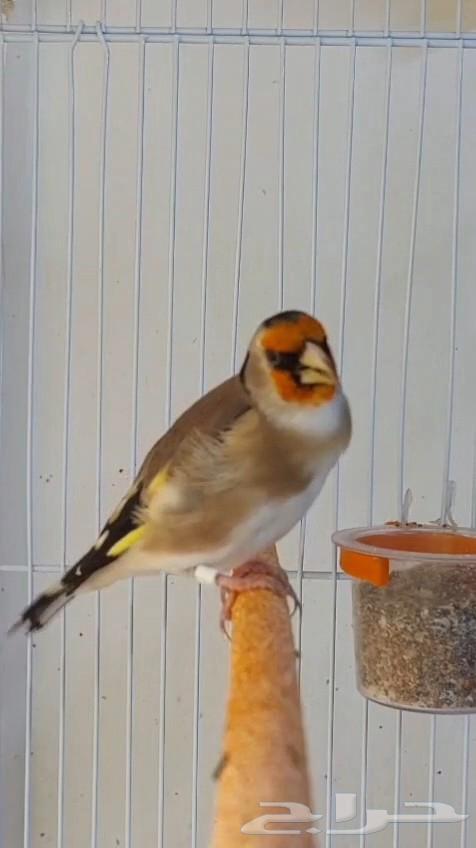 حسون تغريد نار64581511012354110