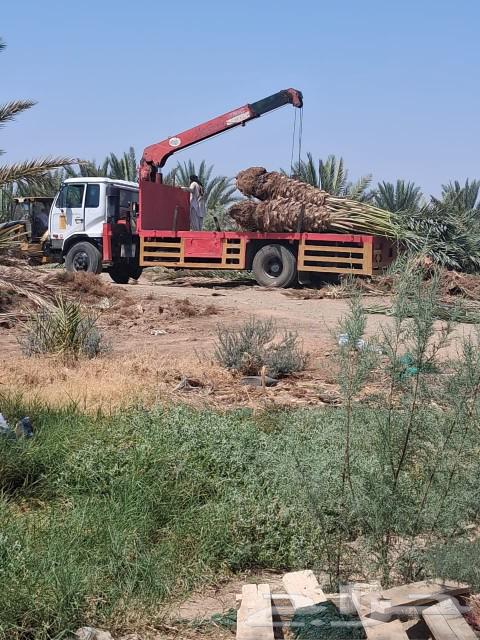 نخل للبيع نخل برني نخل روثانه. متر ومتر ونص64587243171330112