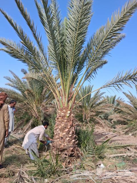 نخل للبيع نخل برني نخل روثانه. متر ومتر ونص64587243171330114
