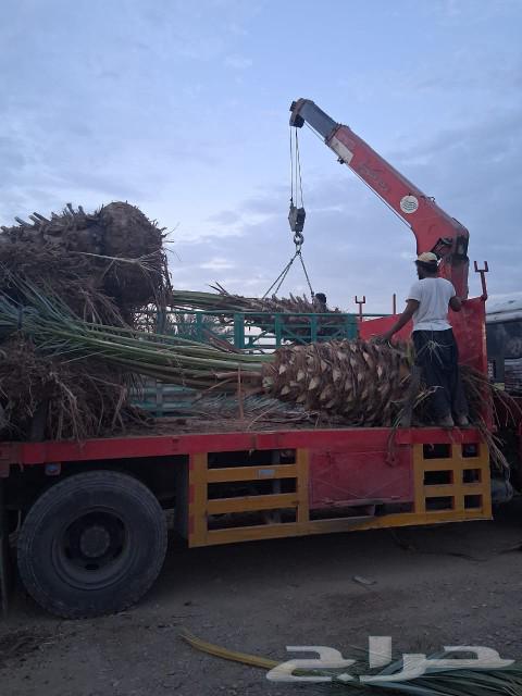 نخل للبيع نخل برني نخل روثانه. متر ومتر ونص64587243171330113