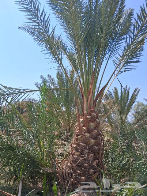 نخل للبيع نخل برني نخل روثانه. متر ومتر ونص64587243171330110