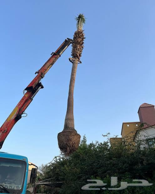 نقل وتكريب نخل واشنطني وعربي وازالته64215043782147112
