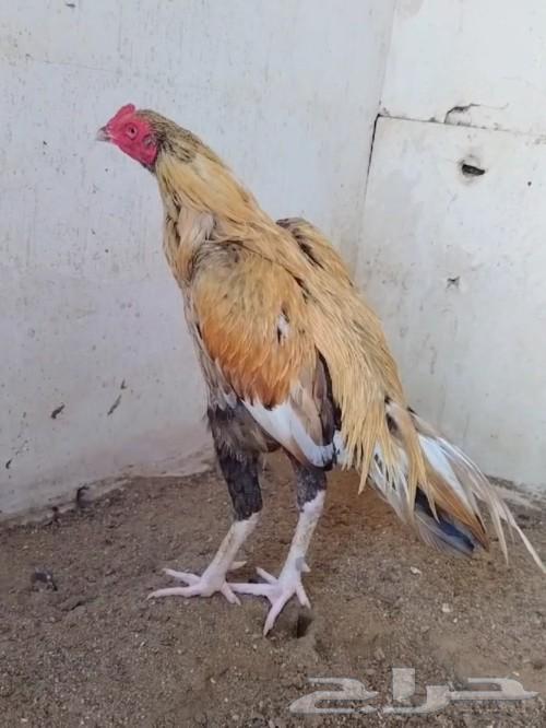 ديك ميوالي64582534370690111