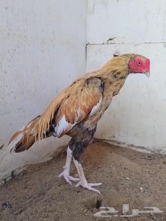 ديك ميوالي64582534370690110