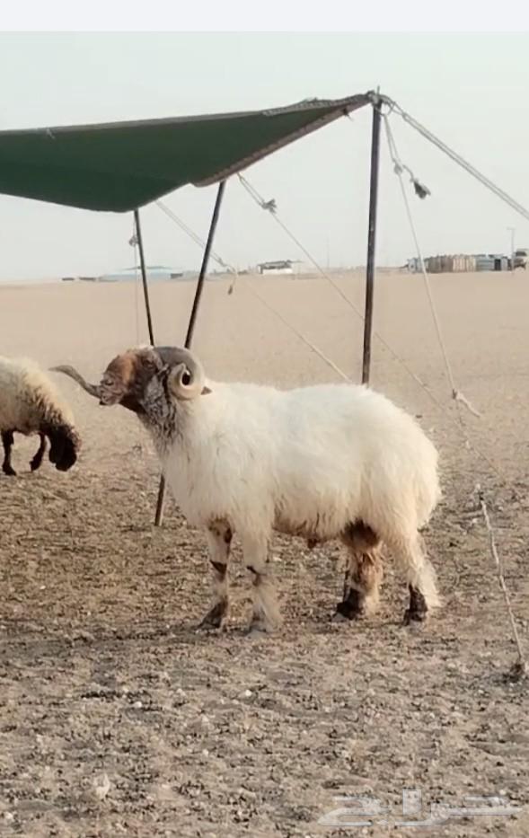 للبيع فحل نعيم64582076624643111