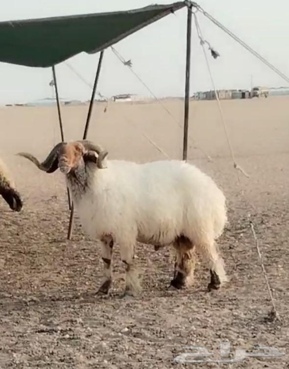 للبيع فحل نعيم64582076624643110