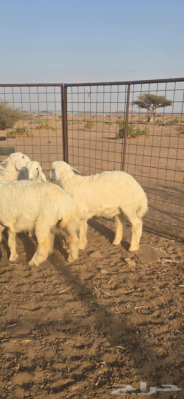 طليان للبيع64585409251842112