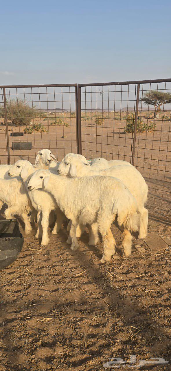 طليان للبيع64585409251842110