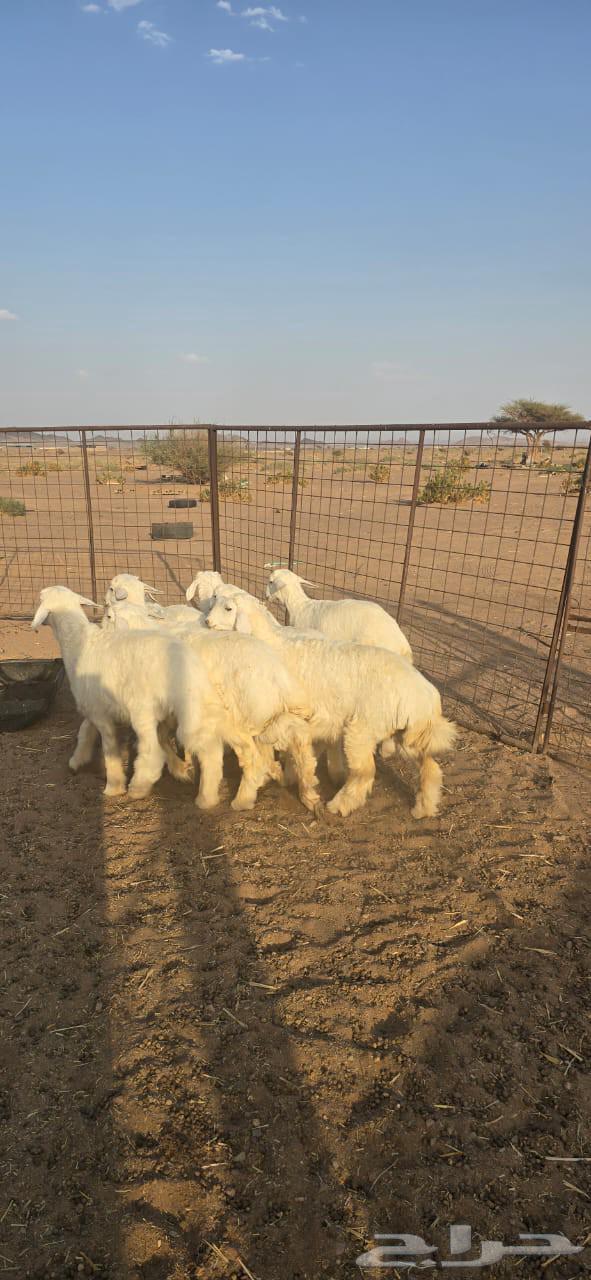 طليان للبيع64585409251842113