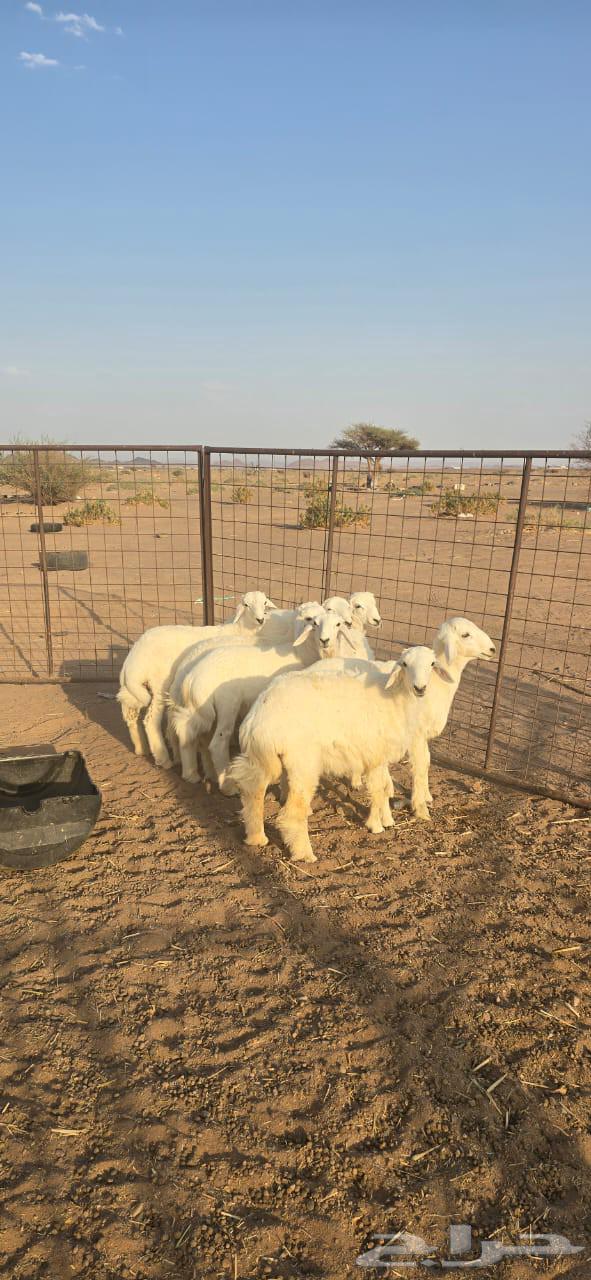 طليان للبيع64585409251842111