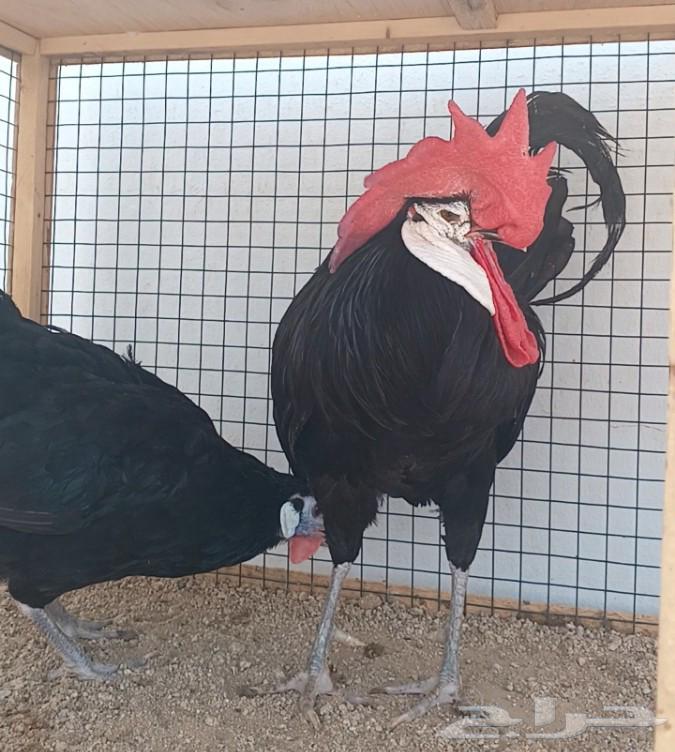 جوز المهرج الأسباني ((( تم البيع )))64585967787393111