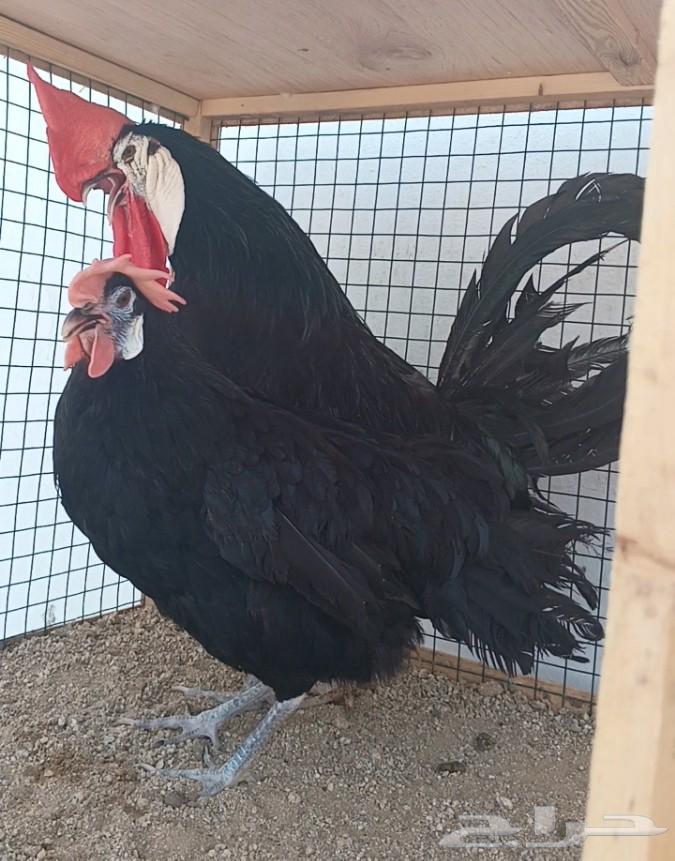 جوز المهرج الأسباني ((( تم البيع )))64585967787393110