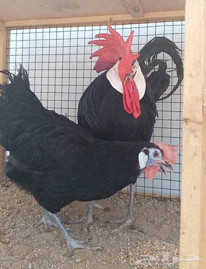 جوز المهرج الأسباني ((( تم البيع )))64585967787393112