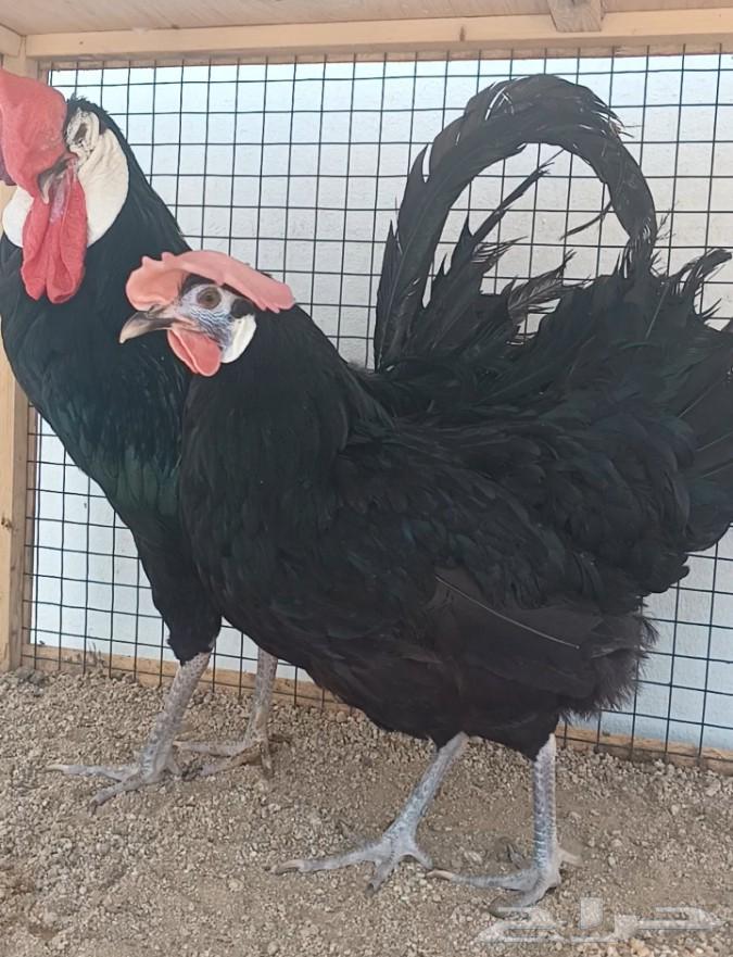 جوز المهرج الأسباني ((( تم البيع )))64585967787393113