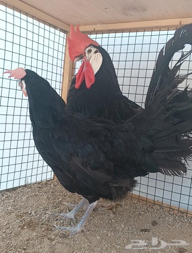 جوز المهرج الأسباني ((( تم البيع )))64585967787393114