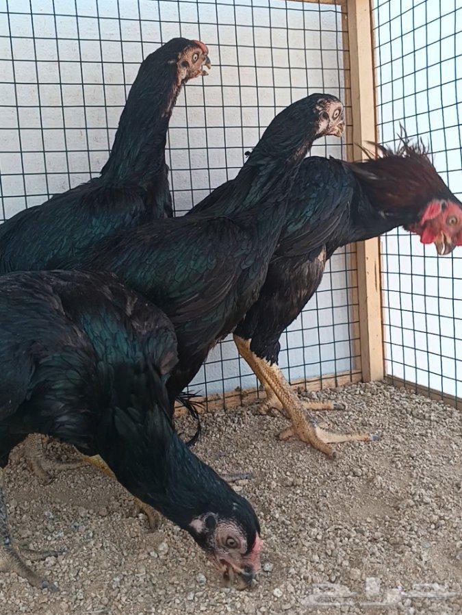 طقم أذناب الهند ((( تم البيع )))64581059113091112