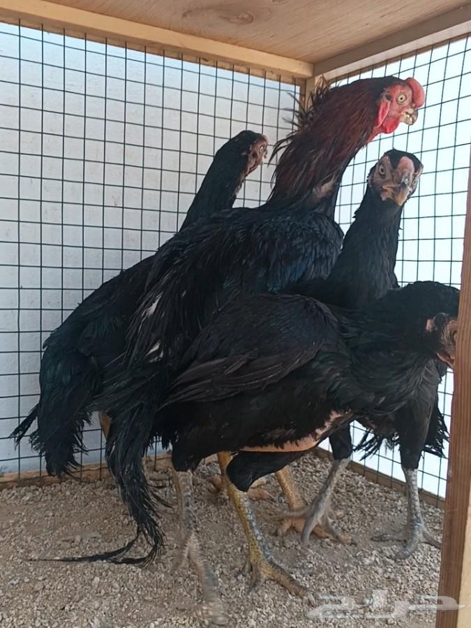 طقم أذناب الهند ((( تم البيع )))64581059113091110