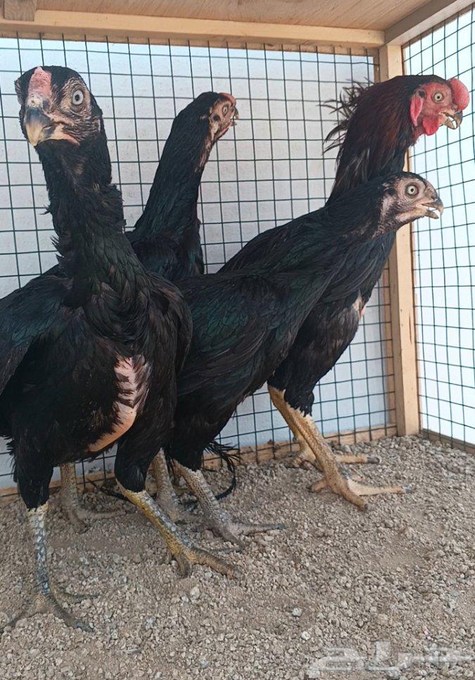 طقم أذناب الهند ((( تم البيع )))64581059113091113