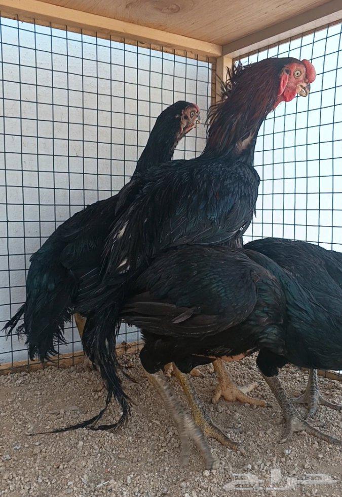 طقم أذناب الهند ((( تم البيع )))64581059113091111