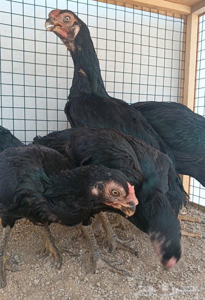 طقم أذناب الهند ((( تم البيع )))64581059113091114