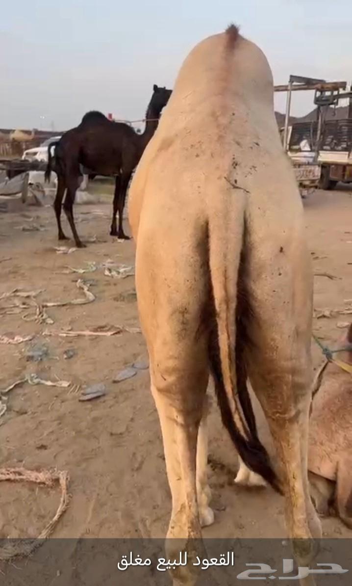 قعود كفو للبيع زواج او مبدأ موقع نجران   سعر مناسب64582629569026112