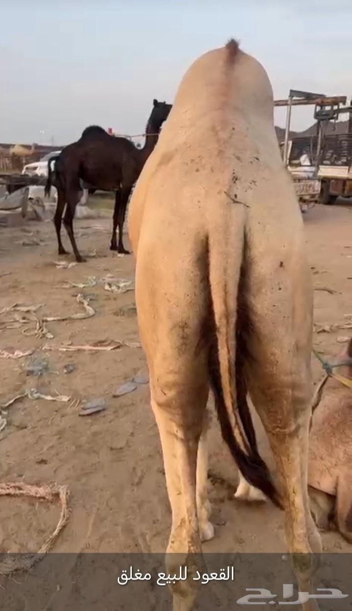 قعود كفو للبيع زواج او مبدأ موقع نجران   سعر مناسب64582629569026110