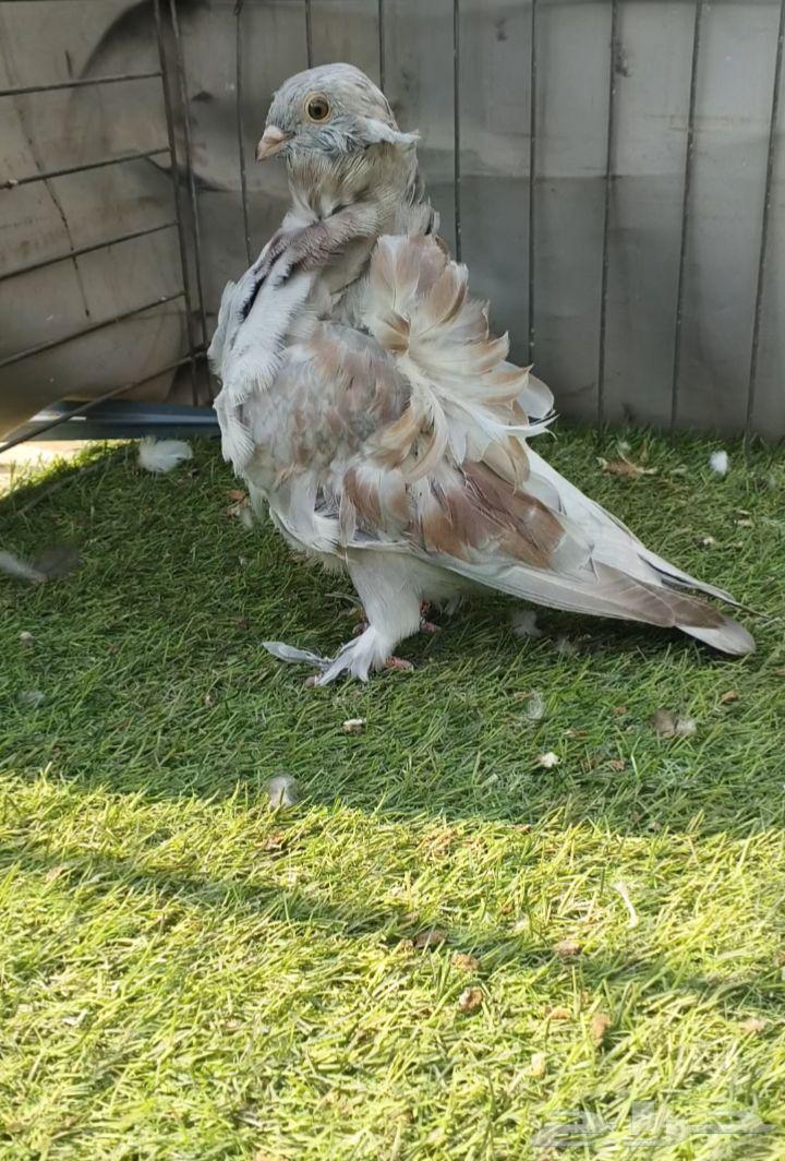 Koskoshi Bath (Sold)64585409197441110