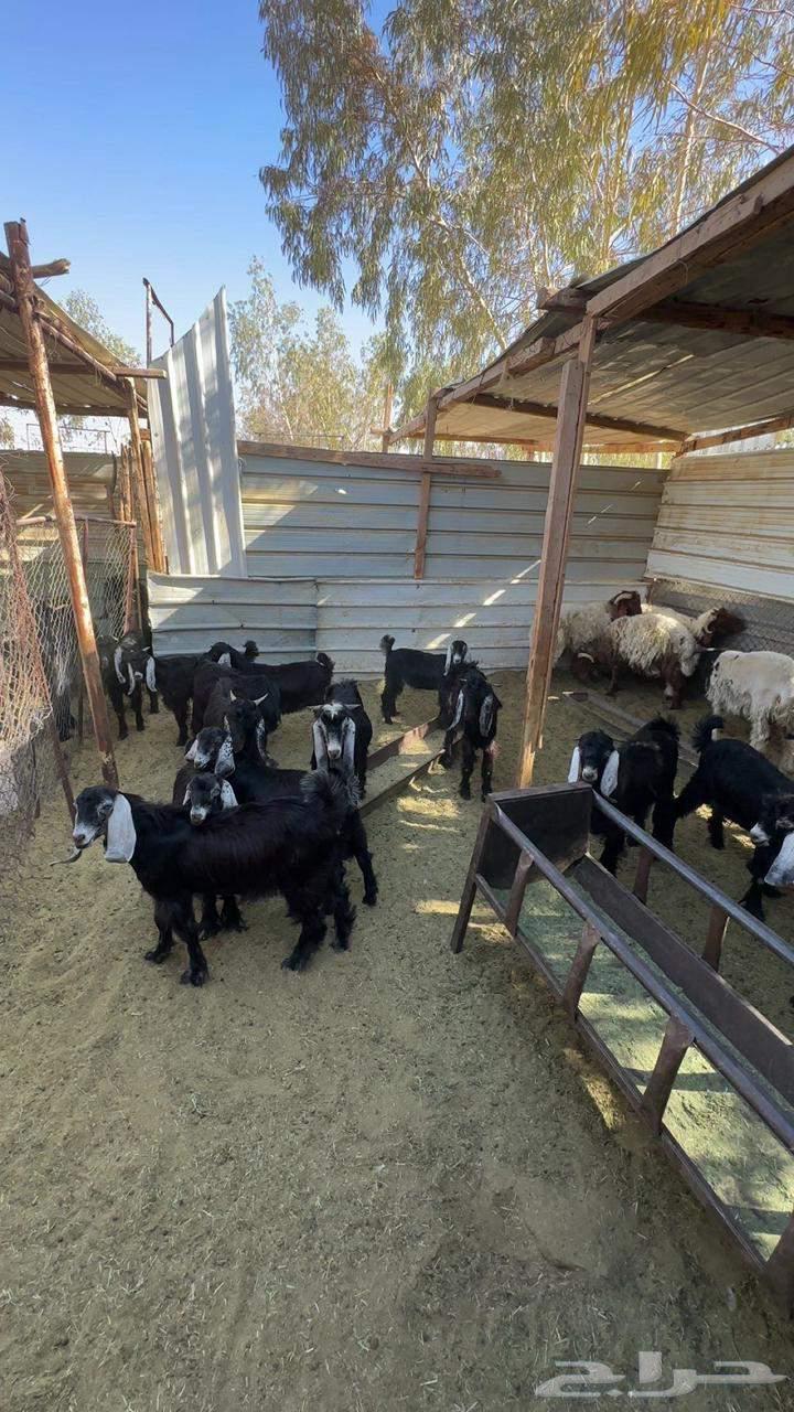 Goats and sheep64581497331715110