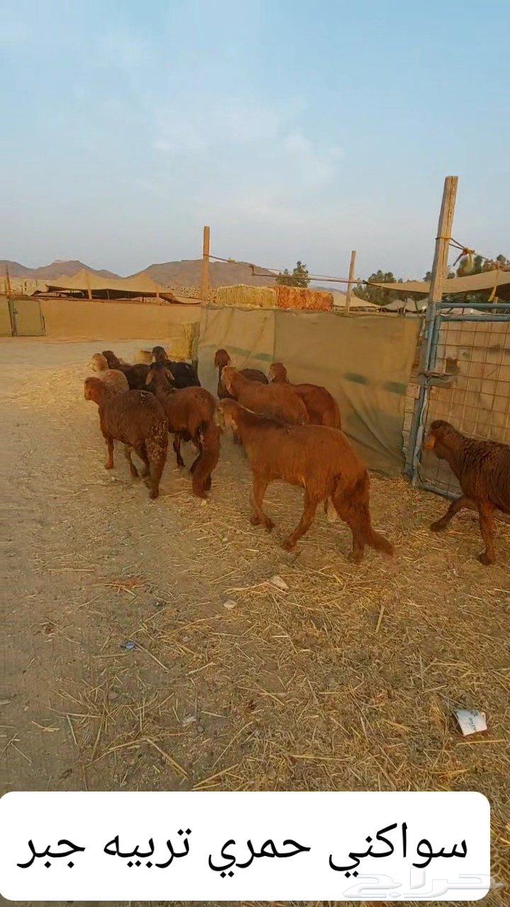 سواكني تربيه ا64588011771779110