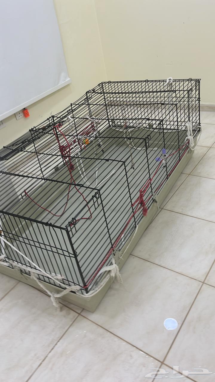 قفص للبيع استعمال بسيط الحجم كبير64583343826946111