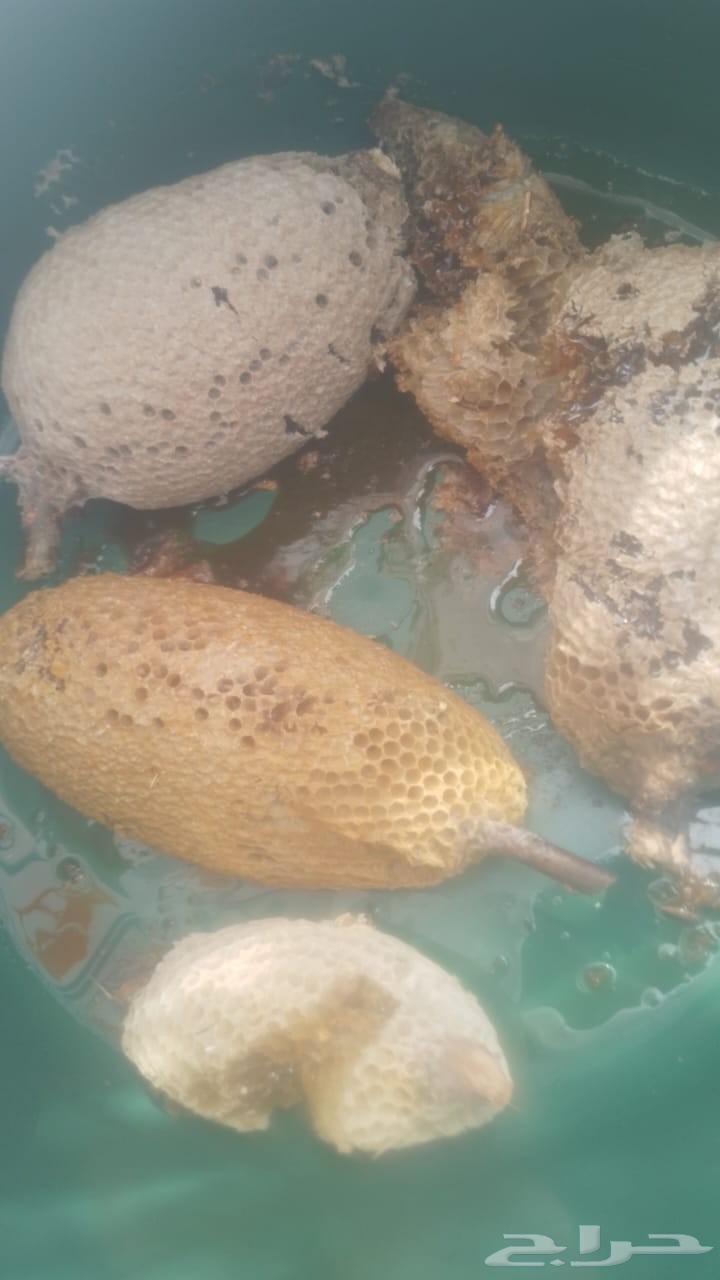 عسل بري جبلي ممتاز درجه اولى قطف اليوم ماشاء الله64587034831233110