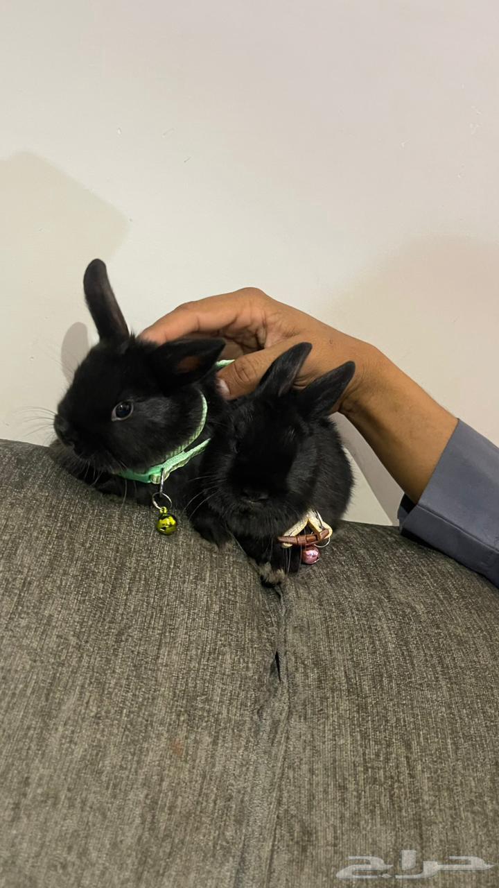 ارنب قزم نذر لاند هولندي بلاك64588074091137113